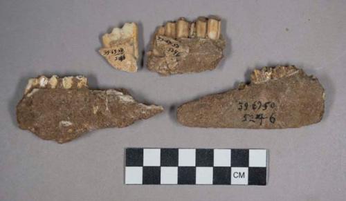 12 gazelle bones, teeth, jaw fragments