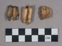 28 larger gazelle teeth and jaw fragments