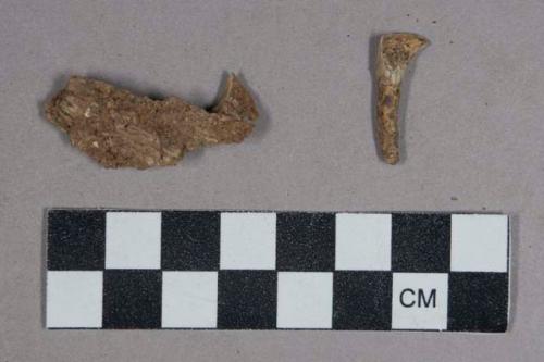 28 larger gazelle teeth and jaw fragments