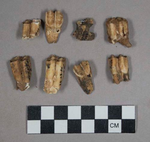 28 larger gazelle teeth and jaw fragments