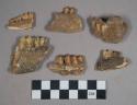 28 larger gazelle teeth and jaw fragments