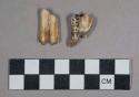 28 larger gazelle teeth and jaw fragments