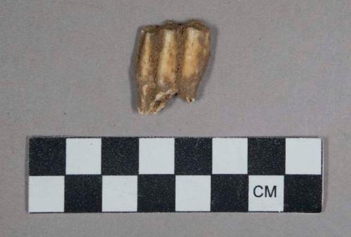 28 larger gazelle teeth and jaw fragments