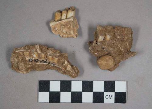 28 larger gazelle teeth and jaw fragments