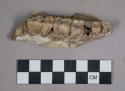 Faunal remains, teeth in bone