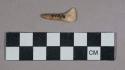 Faunal remains, tooth, incisor