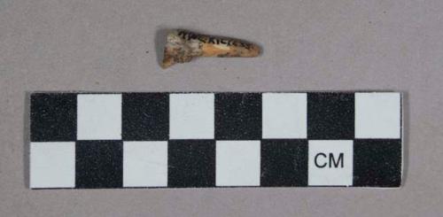 Faunal remains, tooth, incisor