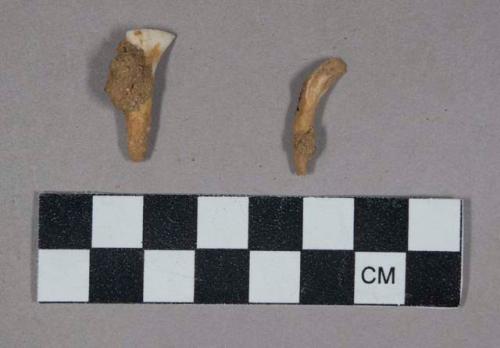 Faunal remains, teeth, incisors