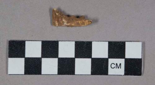 Faunal remains, tooth, incisor