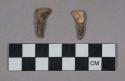 Faunal remains, teeth, incisors