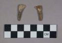 Faunal remains, teeth, incisors