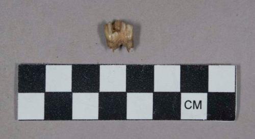 Faunal remains, tooth