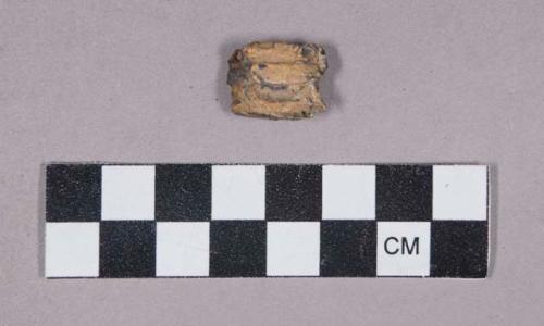 Faunal remains, tooth