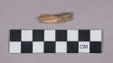 Faunal remains, tooth