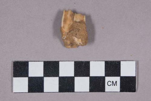 Faunal remains, tooth