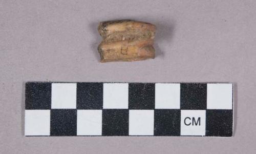 Faunal remains, tooth