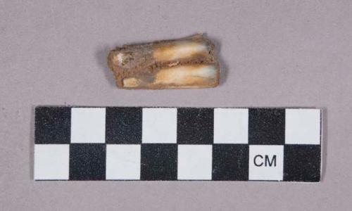 Faunal remains, tooth