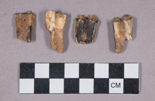 Faunal remains, teeth