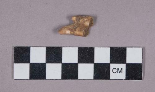 Faunal remains, teeth