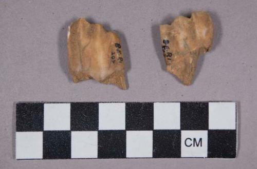 Faunal remains, teeth