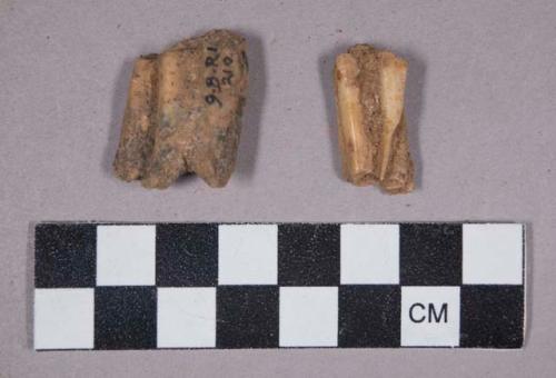 Faunal remains, teeth