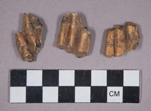 Faunal remains, teeth