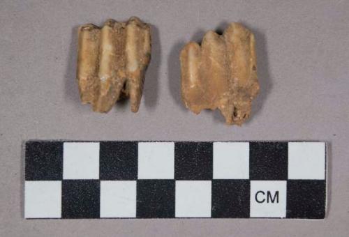 Faunal remains, teeth