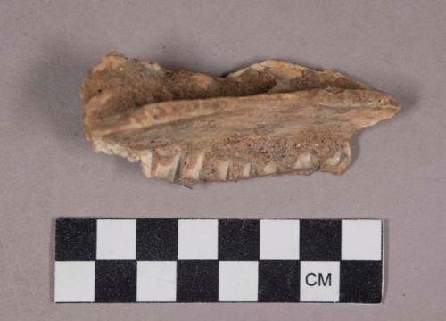 Faunal remains, teeth in bone