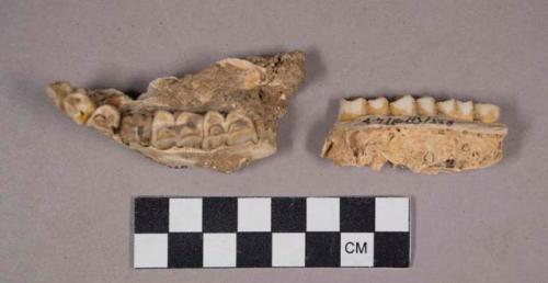 Faunal remains, teeth in bone