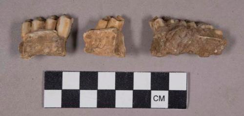 Faunal remains, teeth in bone