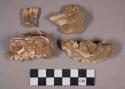 Faunal remains, teeth in bone