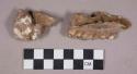 Faunal remains, teeth in bone