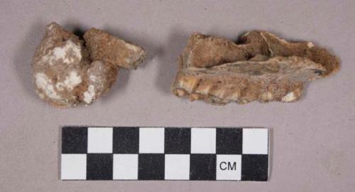 Faunal remains, teeth in bone