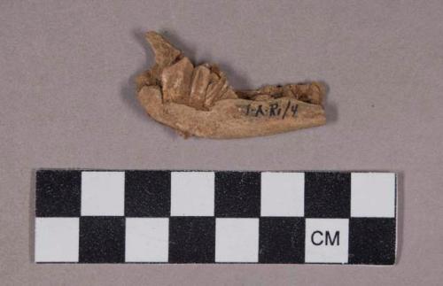 Faunal remains, teeth in bone