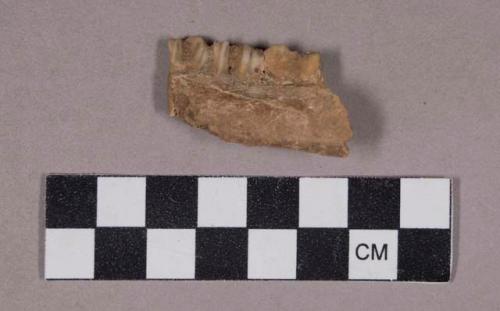 Faunal remains, teeth in bone