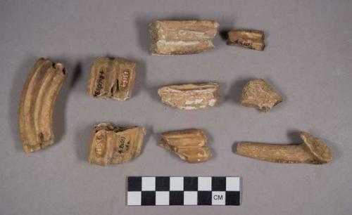 9 large teeth and one horn-like bone fragment