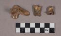 Faunal remains, teeth