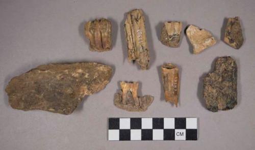 Faunal remains, teeth and bone