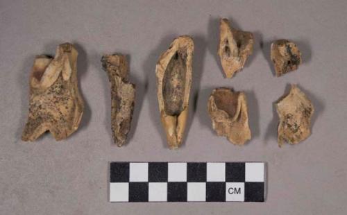 6 white rhino teeth (ceratotherium simum mometanicum)