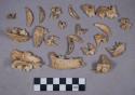 26 jackal teeth and jaw fragments