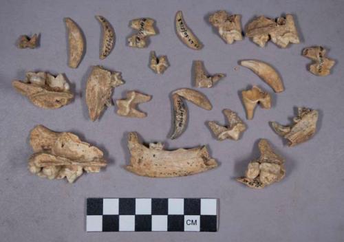 26 jackal teeth and jaw fragments