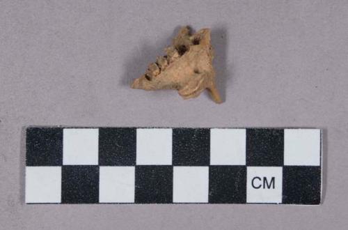 Faunal remains, teeth in bone