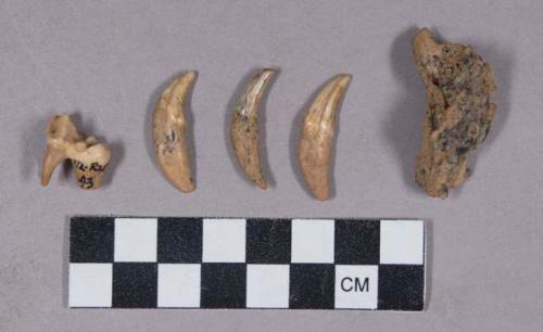 Faunal remains, teeth