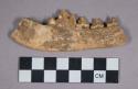Jaw fragment (indistinguishable from the canis familiaris of European Neolithic)