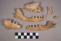 54 fox (vulpes ucelpes atlantica) bones