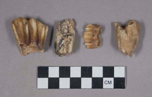 4 buffalo (?) teeth