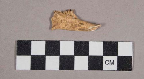 Faunal remains, teeth in bone