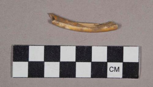 Faunal remains, teeth