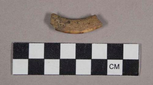 Faunal remains, teeth