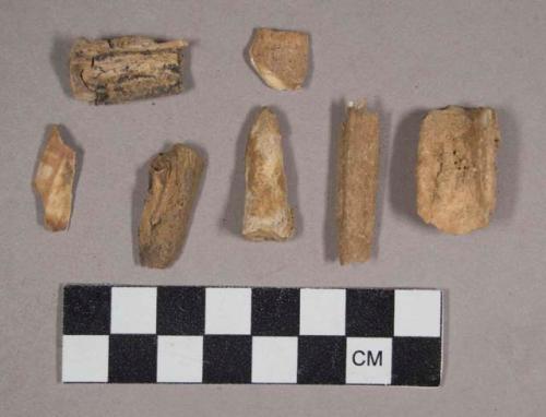 Faunal remains, teeth